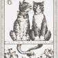 Gatti