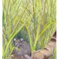 ace-pentacles