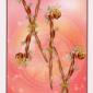 five-wands