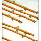 eight-wands