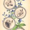 古典解剖塔罗牌 Antique Anatomy Tarot