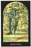 亚瑟王塔罗牌 Arthurian Tarot