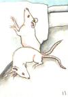 动物塔罗牌 The BlueDogRose Tarot(A Multi Animal Tarot)