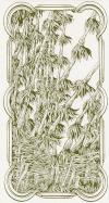 寓言塔罗牌 Tarocchi del Bestiario