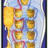 巫术崇拜塔罗牌 Faery Wicca Tarot