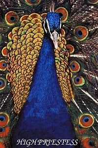high-priestess