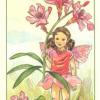 花之精灵塔罗牌 Spirit of Flowers Tarot