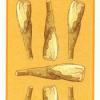 seven-wands