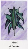 five-wands