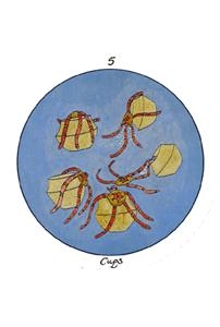 five-cups